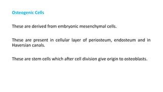 Osteogenic Cells
These are derived from embryonic mesenchymal cells.
These are present in cellular layer of periosteum, endosteum and in
Haversian canals.
These are stem cells which after cell division give origin to osteoblasts.
 