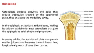 Remodeling
Osteoclasts produce enzymes and acids that
reduce trabeculae created by the epiphyseal
plate, thus enlarging the medullary cavity.
In the epiphysis, osteoclasts reduce bone, making
its calcium available for new osteoblasts that give
the epiphysis its adult shape and proportion.
In young adults, the epiphyseal plate completely
ossifies (closes) and becomes the epiphyseal line;
longitudinal growth of bone then ceases.
 