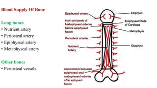 Blood Supply Of Bone
Long bones
• Nutrient artery
• Periosteal artery
• Epiphyseal artery
• Metaphyseal artery
Other bones
• Periosteal vessels
 