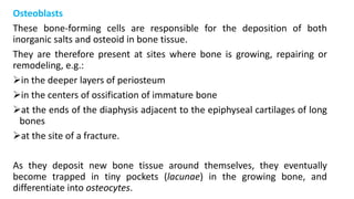 Osteoblasts
These bone-forming cells are responsible for the deposition of both
inorganic salts and osteoid in bone tissue.
They are therefore present at sites where bone is growing, repairing or
remodeling, e.g.:
in the deeper layers of periosteum
in the centers of ossification of immature bone
at the ends of the diaphysis adjacent to the epiphyseal cartilages of long
bones
at the site of a fracture.
As they deposit new bone tissue around themselves, they eventually
become trapped in tiny pockets (lacunae) in the growing bone, and
differentiate into osteocytes.
 