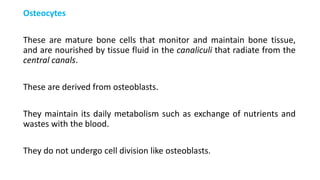 Osteocytes
These are mature bone cells that monitor and maintain bone tissue,
and are nourished by tissue fluid in the canaliculi that radiate from the
central canals.
These are derived from osteoblasts.
They maintain its daily metabolism such as exchange of nutrients and
wastes with the blood.
They do not undergo cell division like osteoblasts.
 