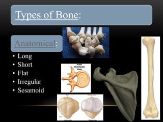 bone.pdf histology for first year medical students | PDF