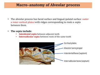 Interradicular Root bone full chapter for