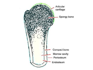 Prominent Bone Bone 1st year anatomy and histology mbbs.pptx