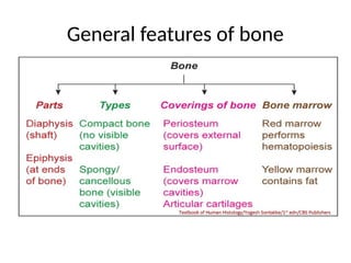 Specific Bone Features Bone 1st year anatomy and histology mbbs.pptx