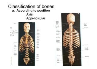 BONE in human Anatomy of the human body | PDF