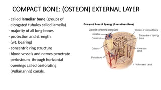 Layer Bone Problems Bone.pptxhuhygygygfcvhhhhyyggghhhhhhhhhh | PPTX