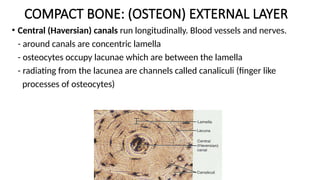 Bone.pptxhuhygygygfcvhhhhyyggghhhhhhhhhh | PPTX