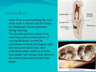 Comprehensive Overview of Bone Cells, Bone Formation, and Remodeling ...