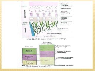 Comprehensive Overview of Bone Structure, Ossification, and Growth | PPTX