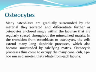 Osteocytes
Many osteoblasts are gradually surrounded by the
material they secreted and differentiate further as
osteocytes enclosed singly within the lacunae that are
regularly spaced throughout the mineralized matrix. In
the transition from osteoblasts to osteocytes, the cells
extend many long dendritic processes, which also
become surrounded by calcifying matrix. Osteocytic
processes thus come to occupy the many canaliculi, 250-
300 nm in diameter, that radiate from each lacuna.
 