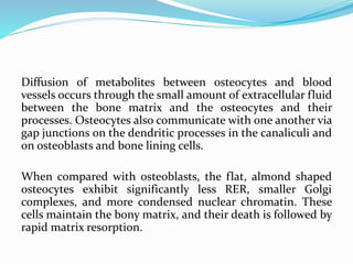 Diffusion of metabolites between osteocytes and blood
vessels occurs through the small amount of extracellular fluid
between the bone matrix and the osteocytes and their
processes. Osteocytes also communicate with one another via
gap junctions on the dendritic processes in the canaliculi and
on osteoblasts and bone lining cells.
When compared with osteoblasts, the flat, almond shaped
osteocytes exhibit significantly less RER, smaller Golgi
complexes, and more condensed nuclear chromatin. These
cells maintain the bony matrix, and their death is followed by
rapid matrix resorption.
 
