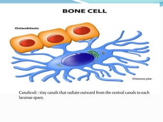 Canaliculi : tiny canals that radiate outward from the central canals to each
lacunae space.
 