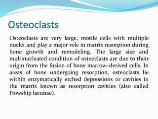 Osteoclasts
Osteoclasts are very large, motile cells with multiple
nuclei and play a major role in matrix resorption during
bone growth and remodeling. The large size and
multinucleated condition of osteoclasts are due to their
origin from the fusion of bone marrow–derived cells. In
areas of bone undergoing resorption, osteoclasts lie
within enzymatically etched depressions or cavities in
the matrix known as resorption cavities (also called
Howship lacunae).
 