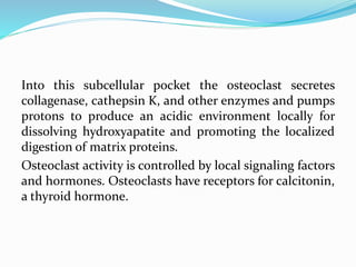 Into this subcellular pocket the osteoclast secretes
collagenase, cathepsin K, and other enzymes and pumps
protons to produce an acidic environment locally for
dissolving hydroxyapatite and promoting the localized
digestion of matrix proteins.
Osteoclast activity is controlled by local signaling factors
and hormones. Osteoclasts have receptors for calcitonin,
a thyroid hormone.
 