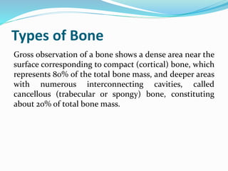 Types of Bone
Gross observation of a bone shows a dense area near the
surface corresponding to compact (cortical) bone, which
represents 80% of the total bone mass, and deeper areas
with numerous interconnecting cavities, called
cancellous (trabecular or spongy) bone, constituting
about 20% of total bone mass.
 