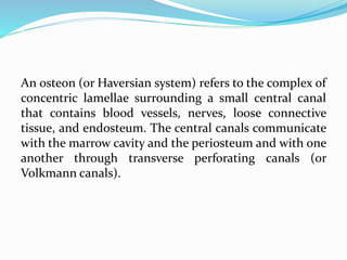 An osteon (or Haversian system) refers to the complex of
concentric lamellae surrounding a small central canal
that contains blood vessels, nerves, loose connective
tissue, and endosteum. The central canals communicate
with the marrow cavity and the periosteum and with one
another through transverse perforating canals (or
Volkmann canals).
 