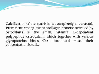 Calcification of the matrix is not completely understood,
Prominent among the noncollagen proteins secreted by
osteoblasts is the small, vitamin K–dependent
polypeptide osteocalcin, which together with various
glycoproteins binds Ca2+ ions and raises their
concentration locally.
 