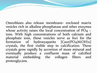 Osteoblasts also release membrane- enclosed matrix
vesicles rich in alkaline phosphatase and other enzymes
whose activity raises the local concentration of PO4 −
ions. With high concentrations of both calcium and
phosphate ions, these vesicles serve as foci for the
formation of hydroxyapatite [Ca10(PO4)6(OH)2]
crystals, the first visible step in calcification. These
crystals grow rapidly by accretion of more mineral and
eventually produce a confluent mass of calcified
material embedding the collagen fibers and
proteoglycans.
 