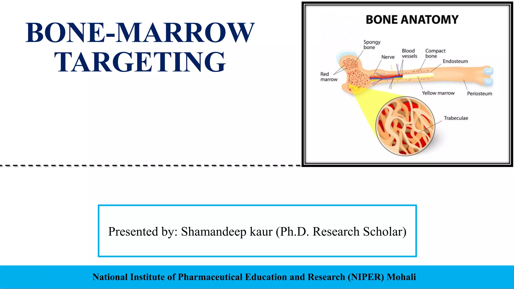 Bone marrow targeting-converted | PDF
