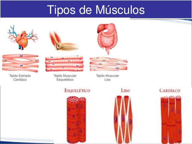 Resultado de imagen para musculo esqueletico