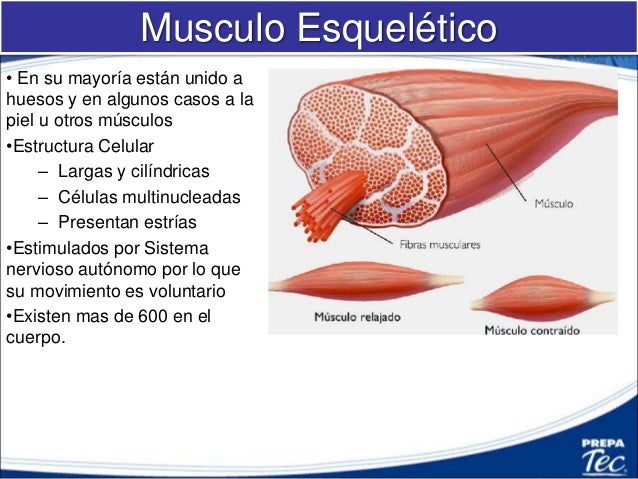 Musculo Esqueletico