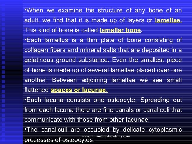 Bone Bone