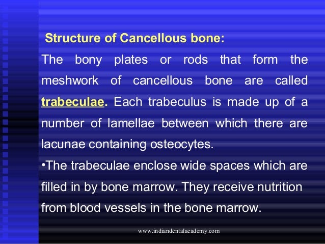 Bone Bone