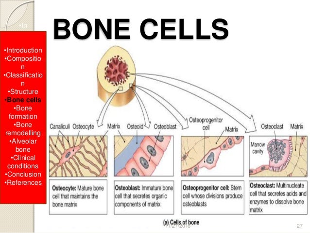 Bone Bone