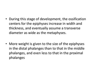 • During this stage of development, the ossification 
centers for the epiphyses increase in width and 
thickness, and eventually assume a transverse 
diameter as wide as the metaphyses. 
• More weight is given to the size of the epiphyses 
in the distal phalanges than to that in the middle 
phalanges, and even less to that in the proximal 
phalanges 
 