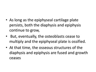 • As long as the epiphyseal cartilage plate 
persists, both the diaphysis and epiphysis 
continue to grow, 
• But, eventually, the osteoblasts cease to 
multiply and the epiphyseal plate is ossified. 
• At that time, the osseous structures of the 
diaphysis and epiphysis are fused and growth 
ceases 
 