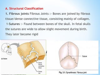 bone anatomy.pptx