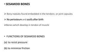 • SESAMOID BONES
 Bony nodules found embedded in the tendons or joint capsules
 No periosteum and ossify after birth
Bones which develop in tendon of muscle
• FUNCTIONS OF SESAMOID BONES
(a) to resist pressure
(b) to minimize friction
 