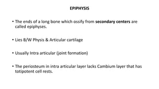 EPIPHYSIS
• The ends of a long bone which ossify from secondary centers are
called epiphyses.
• Lies B/W Physis & Articular cartilage
• Usually Intra articular (joint formation)
• The periosteum in intra articular layer lacks Cambium layer that has
totipotent cell rests.
 