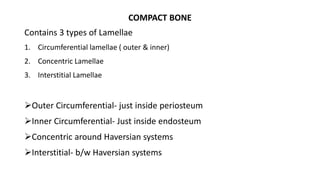 COMPACT BONE
Contains 3 types of Lamellae
1. Circumferential lamellae ( outer & inner)
2. Concentric Lamellae
3. Interstitial Lamellae
Outer Circumferential- just inside periosteum
Inner Circumferential- Just inside endosteum
Concentric around Haversian systems
Interstitial- b/w Haversian systems
 