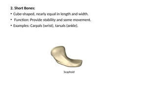 Small Triangular Bone Sharp BONE ANATOMY , HISTOLOGY, FORMATION OF BONE | PPTX