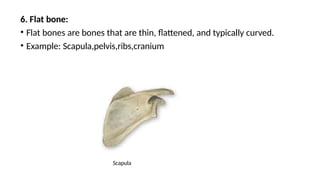 BONE ANATOMY , HISTOLOGY, FORMATION OF BONE | PPTX