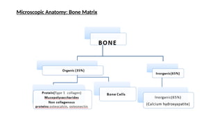 BONE ANATOMY , HISTOLOGY, FORMATION OF BONE | PPTX