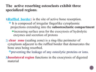 bone and cartilage.pptx Here's a concise overview of bone anatomy ...
