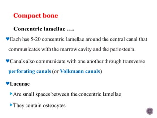 bone and cartilage.pptx Here's a concise overview of bone anatomy ...