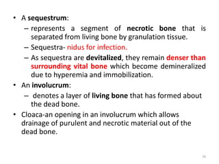• A sequestrum:
– represents a segment of necrotic bone that is
separated from living bone by granulation tissue.
– Sequestra- nidus for infection.
– As sequestra are devitalized, they remain denser than
surrounding vital bone which become demineralized
due to hyperemia and immobilization.
• An involucrum:
– denotes a layer of living bone that has formed about
the dead bone.
• Cloaca-an opening in an involucrum which allows
drainage of purulent and necrotic material out of the
dead bone.
16
 