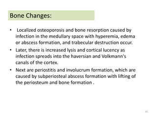 • Localized osteoporosis and bone resorption caused by
infection in the medullary space with hyperemia, edema
or abscess formation, and trabecular destruction occur.
• Later, there is increased lysis and cortical lucency as
infection spreads into the haversian and Volkmann's
canals of the cortex.
• Next are periostitis and involucrum formation, which are
caused by subperiosteal abscess formation with lifting of
the periosteum and bone formation .
20
Bone Changes:
 