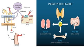 Bone and osteoporosis drugs pharmacology.pptx