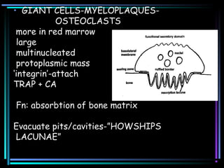 • GIANT CELLS-MYELOPLAQUES-
OSTEOCLASTS
more in red marrow
large
multinucleated
protoplasmic mass
‘integrin’-attach
TRAP + CA
Fn: absorbtion of bone matrix
Evacuate pits/cavities-”HOWSHIPS
LACUNAE”
 
