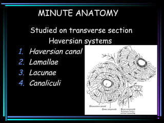 MINUTE ANATOMY
Studied on transverse section
Haversian systems
1. Haversian canal
2. Lamallae
3. Lacunae
4. Canaliculi
 
