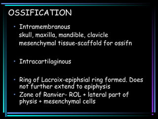 OSSIFICATION
• Intramembranous
skull, maxilla, mandible, clavicle
mesenchymal tissue-scaffold for ossifn
• Intracartilaginous
• Ring of Lacroix-epiphsial ring formed. Does
not further extend to epiphysis
• Zone of Ranvier- ROL + lateral part of
physis + mesenchymal cells
 