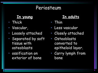 Periosteum
In young
• Thick
• Vascular,
• Loosely attached
• Separated by soft
tissue with
osteoblasts
• ossification on
exterior of bone
In adults
• Thin
• Less vascular
• Closely attached
• Osteoblasts
converted to
epitheloid layer.
• Carry lymph from
bone
 