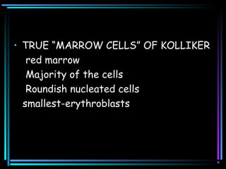 • TRUE “MARROW CELLS” OF KOLLIKER
red marrow
Majority of the cells
Roundish nucleated cells
smallest-erythroblasts
 