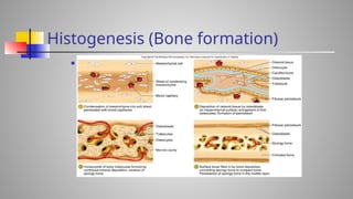 bone as a tissue presentation micky.pptx
