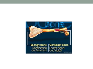 Bone (basic) | PPTX